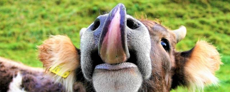 牛的舌头有什么特点（牛的舌头有什么特点或作用）