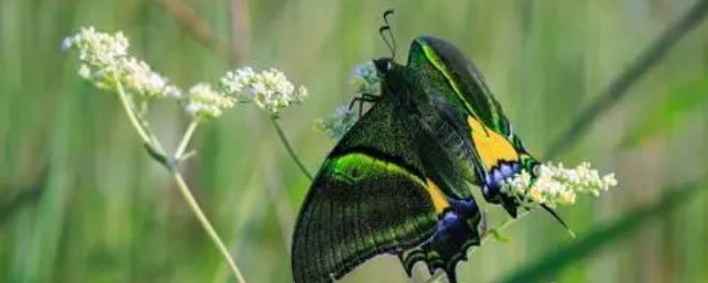金斑喙凤蝶的特点 金斑喙凤蝶分布在哪儿