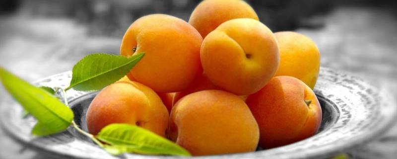 白杏和黄杏的区别是什么 白杏与黄杏的区别