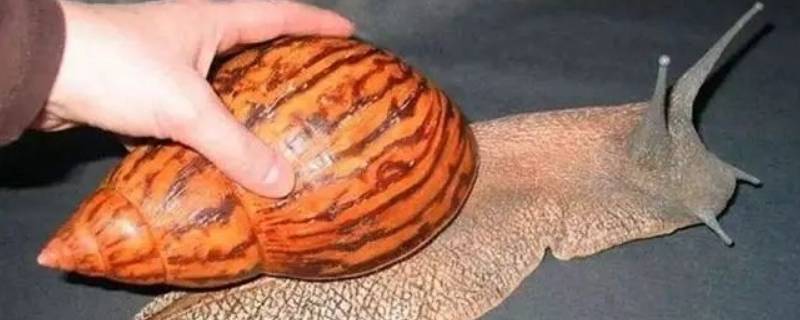蜗牛壳是怎么形成的 蜗牛壳的结构