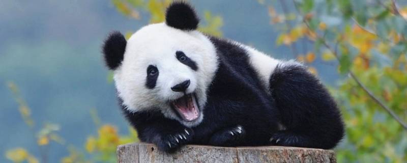 大熊猫有几个品种 大熊猫有几种品种