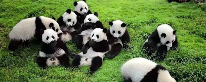 熊猫怎么吃竹子（熊猫怎么吃竹子的动作描写）