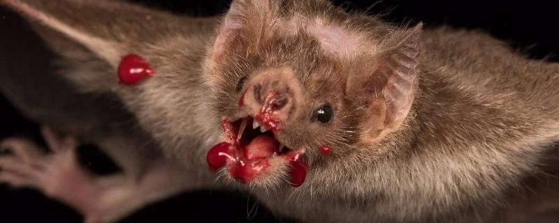 吸血蝙蝠的特点 吸血蝙蝠的特点是什么