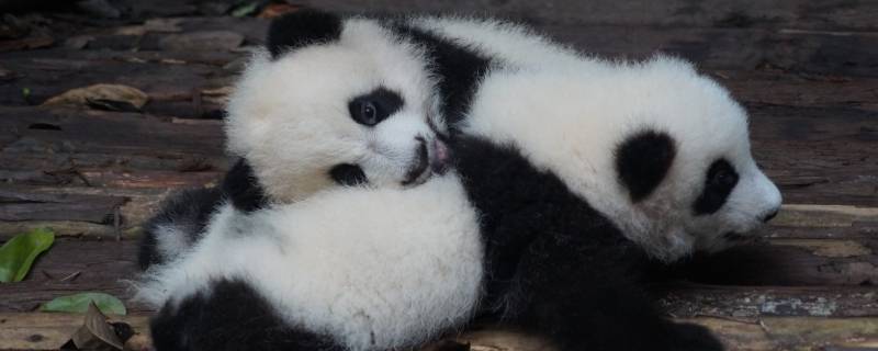 大熊猫和小熊猫有什么区别（大熊猫和小熊猫有什么区别什么生源缘）