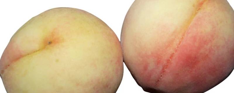 桃子里面有黏糊糊的东西是什么 桃子里面有黏糊糊的东西是什么原因