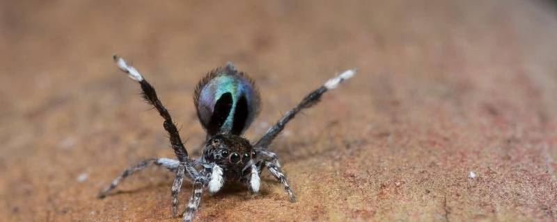蓝脸孔雀蜘蛛的特点 孔雀蜘蛛是什么样子的
