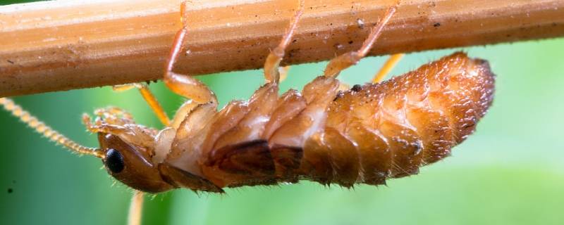 大水蚁怎么产生的（大水蚁是怎么形成的）