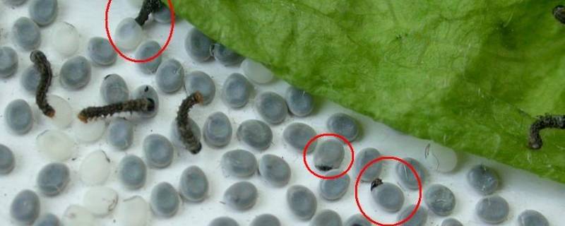 蚕卵可以保存几年 蚕卵怎么保存一年