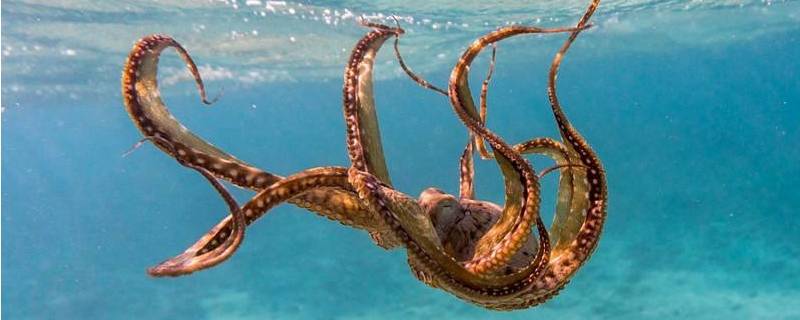 章鱼的特点 海底两万里章鱼的特点