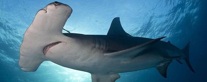 双髻鲨的特点 双髻鲨的特点是什么