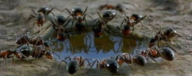 蚂蚁搬家为什么要下雨 蚂蚁搬家为什么要下雨简短回答