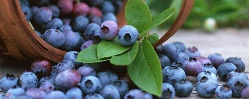 蓝莓能放在冰箱里面吗 蓝莓可不可以放冰箱