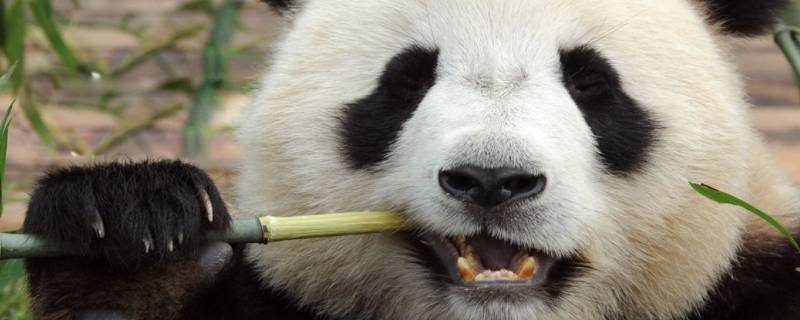 大熊猫的名称是什么（大熊猫的名称,类别,食物,分布地区）