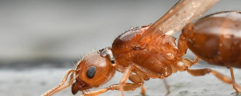 飞蚁寿命多久 飞蚁多久死