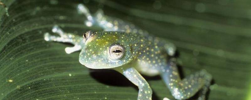 玻璃蛙的特点 玻璃蛙种类