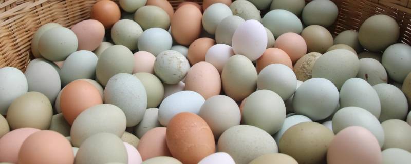 绿鸡蛋和普通鸡蛋的区别（绿鸡蛋和白鸡蛋有什么不同）