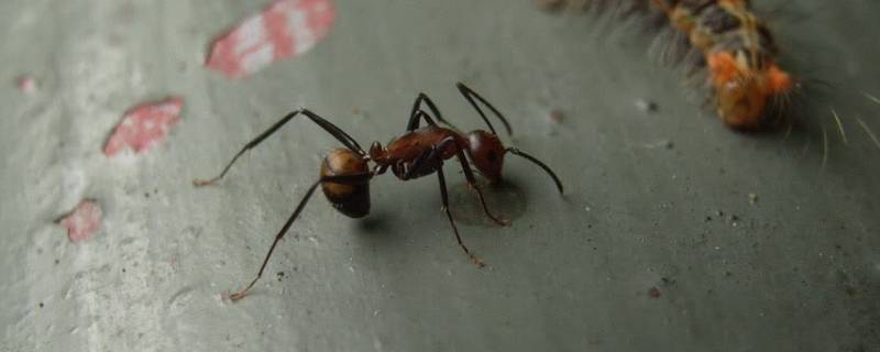 弓背蚁的特点 弓背蚁的种类