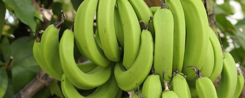 如何保存香蕉不易烂掉 香蕉怎么保存不容易烂