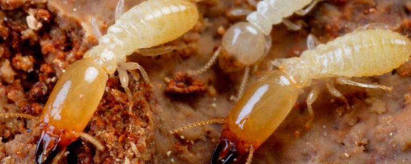 家里有了白蚁如何处理 家庭里发现白蚁怎么样处理?