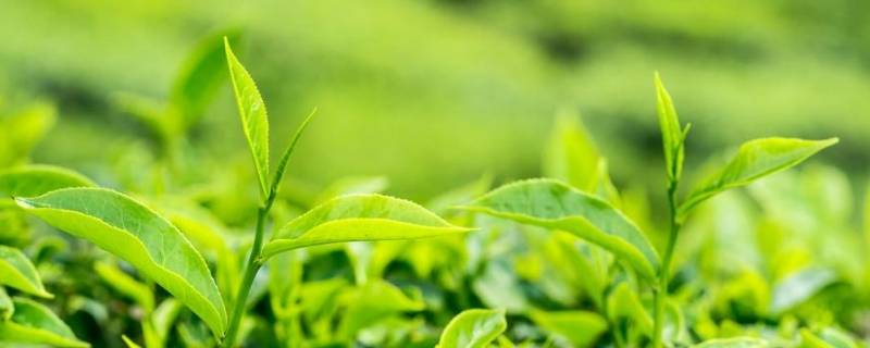 茶叶中的生物碱的主要成分是什么（茶叶中的生物碱的主要成分是什么意思）
