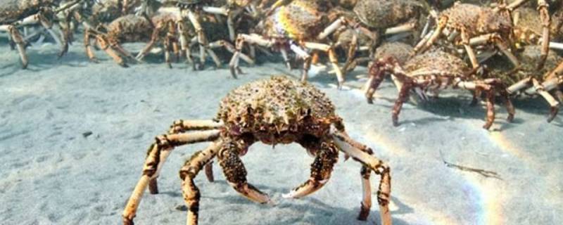 巨型蜘蛛蟹的特点 大型蜘蛛蟹