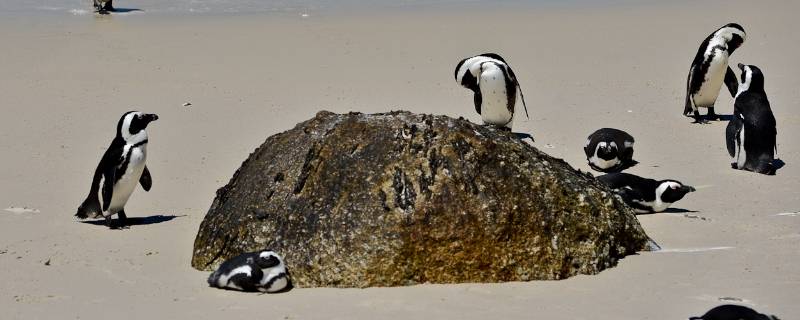 斑嘴环企鹅的特点 斑嘴环企鹅的生活温度