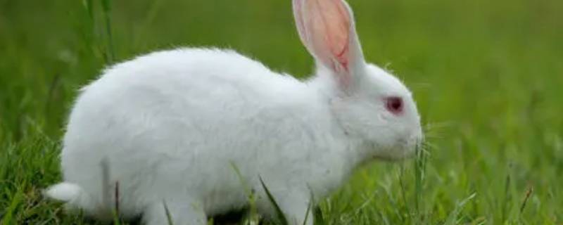 白兔的特点（如何写小白兔的特点）