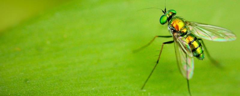 为什么家里会出现绿色的苍蝇 家里为什么会出现一只苍蝇