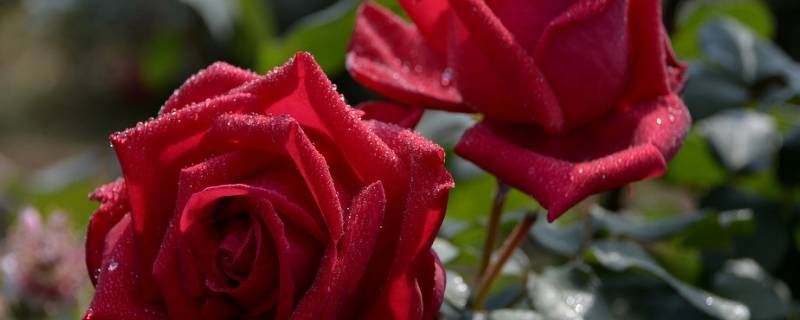 玫瑰花可以放冰箱保鲜吗 玫瑰花可以放冰箱保鲜吗来年插种吗