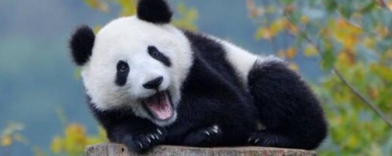 大熊猫是怎样玩耍（大熊猫是怎样玩耍和睡觉的）