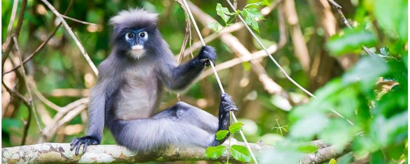 热带雨林中有什么 热带雨林中有什么危险的动物