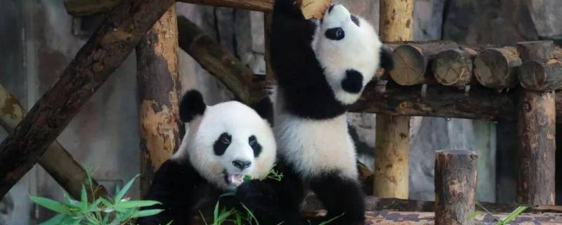 大熊猫吃的竹子种类 大熊猫最爱吃的竹子是哪种