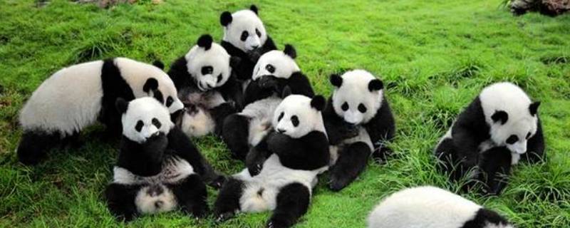 大熊猫一般生活在什么地方 大熊猫生活在什么地方