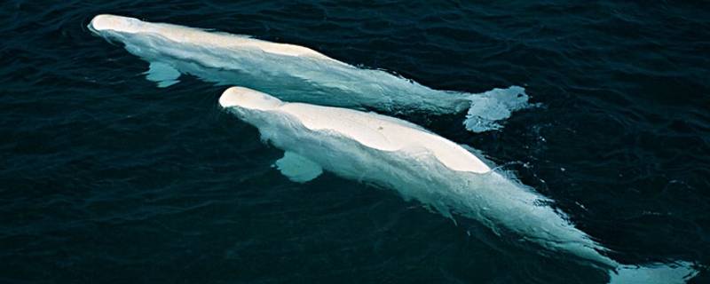 白鲸的特点（白鲸的特点和生活环境）
