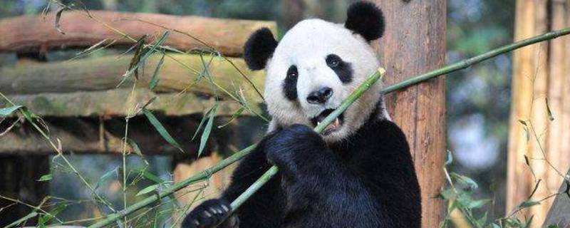 大熊猫怎么吃竹子 大熊猫怎么吃竹子的过程具体