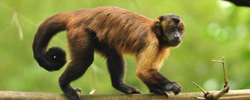 巴西卷尾猴的特点（卷尾猴百科）