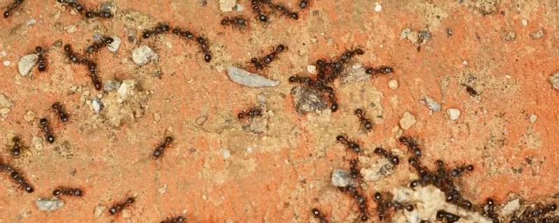 蚂蚁多是什么原因（家里蚂蚁多是什么原因）