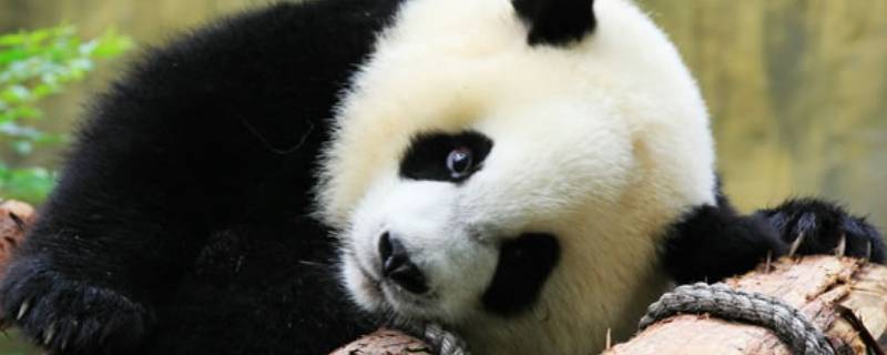 大熊猫的食物 大熊猫的食物和生活特点