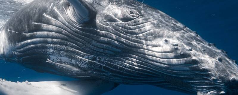 鲸鱼的简单介绍 鲸鱼的简单介绍15字