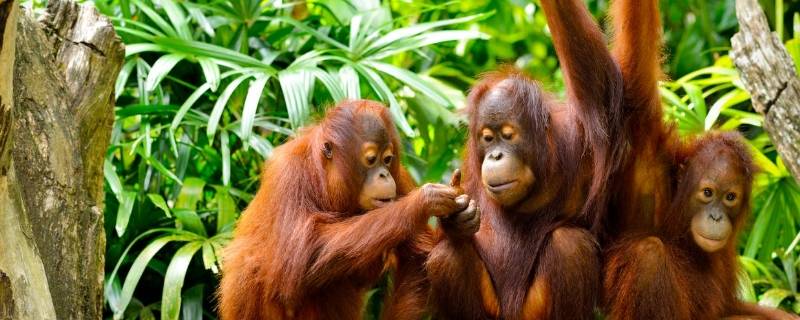 红毛猩猩的特点 红毛猩猩的特点是什么