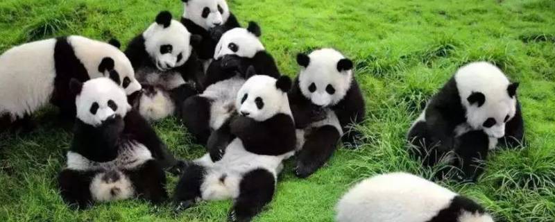熊猫的名称有哪些 熊猫的名称和类别