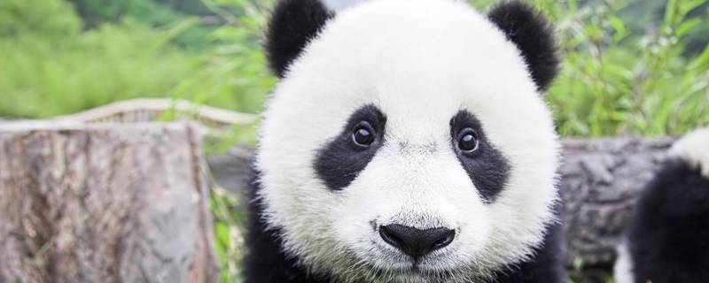 熊猫的名字有哪些 国宝大熊猫的名字有哪些