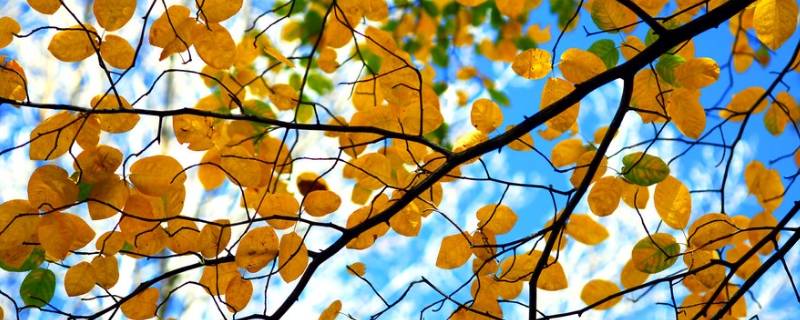秋天树叶为什么变黄了（秋天的树叶为何变黄）