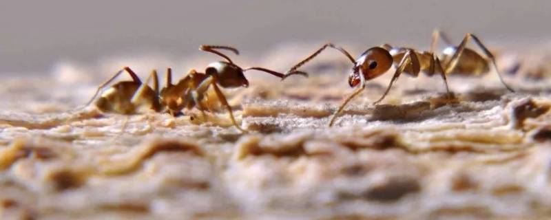 阿根廷蚂蚁的特点（中国有没有阿根廷蚁）