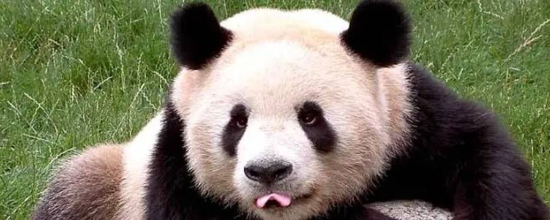 大熊猫有哪三个特点 大熊猫的三个特点