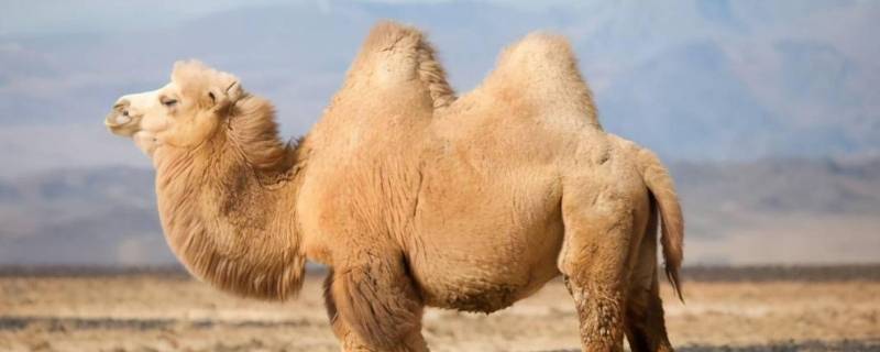 骆驼驼峰储存的是 骆驼驼峰储存的是水还是脂肪