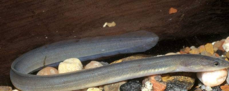 美洲鳗的特点（日本鳗和美洲鳗）