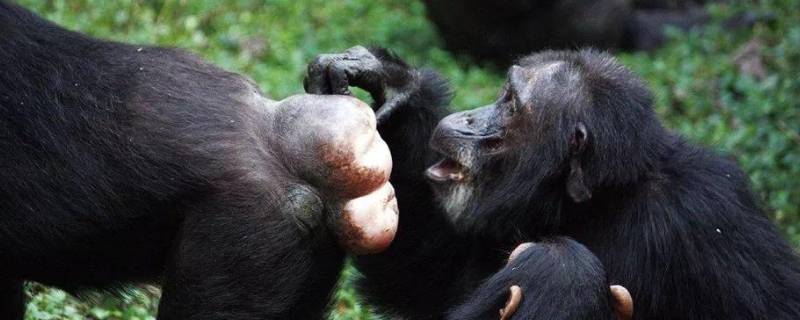 黑猩猩的特点（黑猩猩的特点和外形描述）