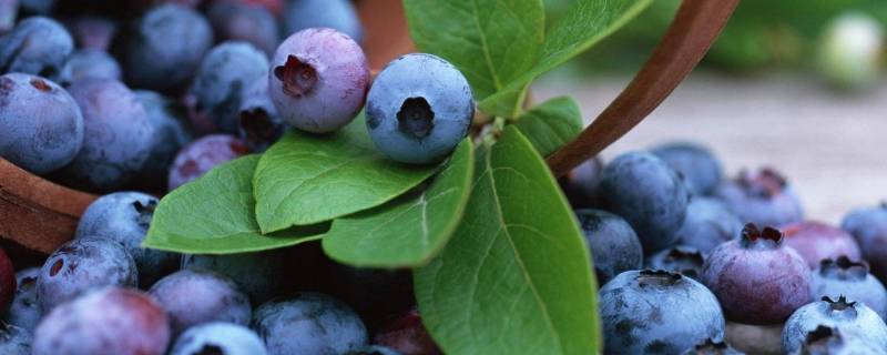 蓝莓怎么洗才能吃 蓝莓要怎么洗才能吃