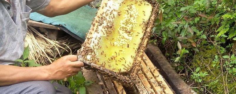 怎么找野生蜜蜂的位置 怎么去找野生蜜蜂